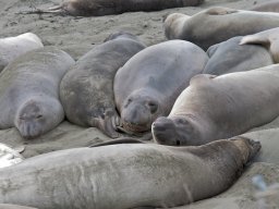 2008Elephant-Seals-27